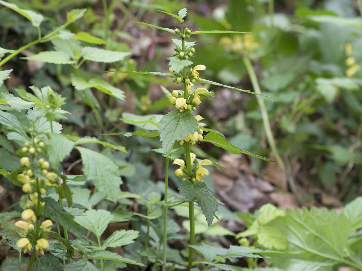 Lamiastrum montanum